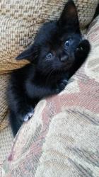 User Profile: enlightenedKitty