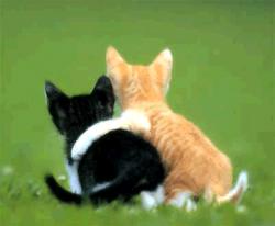 User Profile: EmotionalKitten