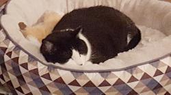 User Profile: Purrrfectears4u