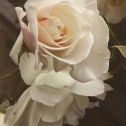 User Profile: calmHeart11