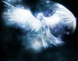 User Profile: PhoenixPatronus