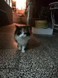 User Profile: Cheery