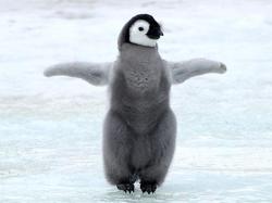 User Profile: PenguinSupporting