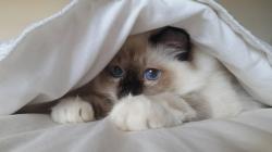 User Profile: GatitaLoquita