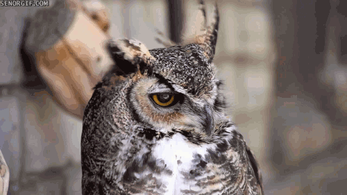 Profile: SlightBreeze