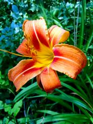 User Profile: RainyLeaves