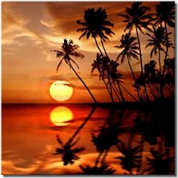User Profile: PalmTreesNRainbows