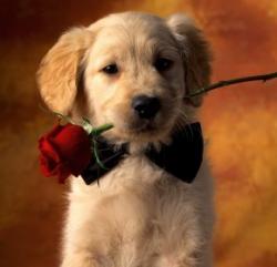 User Profile: LovePuppy
