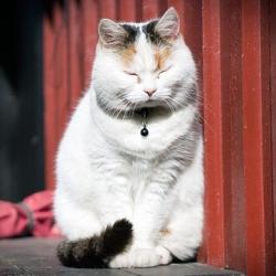 User Profile: JellyBeanCat