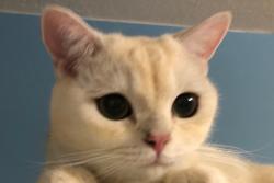 User Profile: SYJingJing
