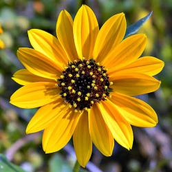 User Profile: kindflower555
