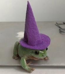 User Profile: pumpkinworm4