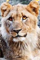 User Profile: LeoisListening