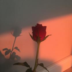 User Profile: Rosierainbows22