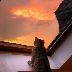 User Profile: CosmicCat17