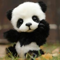 User Profile: Pandahelp113