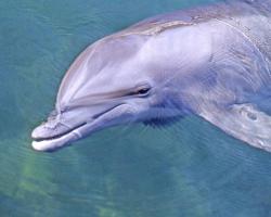 User Profile: dolphinlver