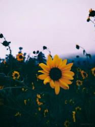 User Profile: goldenJoy721