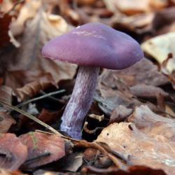 User Profile: TheMushroomMan1216