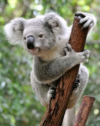 User Profile: koala1223