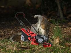 User Profile: DarkSquirrel
