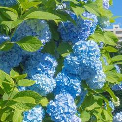 User Profile: honeyberry2809