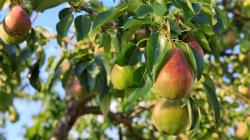 User Profile: neatPear9815