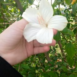 User Profile: Aymin