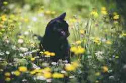 User Profile: sadcat13