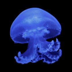 User Profile: NamelessKing