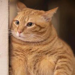 User Profile: OhHelloThereImHere