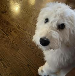 User Profile: Goldendoodlegirl
