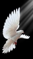 User Profile: EmbraceYourWings9340