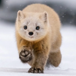 User Profile: shadowpaw93