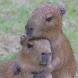 User Profile: CompassionCapybara