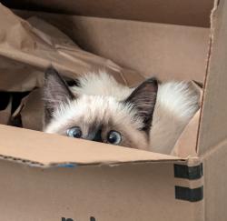 User Profile: convivialAvocado1138