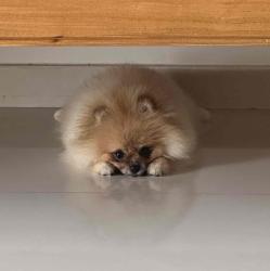 User Profile: nickwch