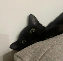 User Profile: crabfacts