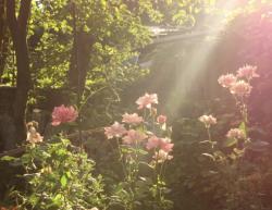 User Profile: midnightlily00