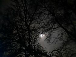 User Profile: cyanessence