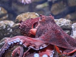User Profile: AnOctopus