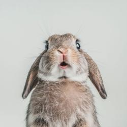User Profile: faithfulBunny4716