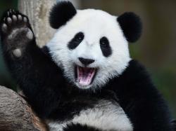 User Profile: courageouspanda2006