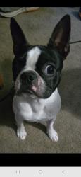 User Profile: PuppyLoveTech