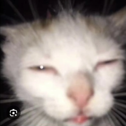 User Profile: JazzyPaws