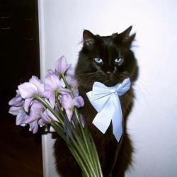 User Profile: Twizzly