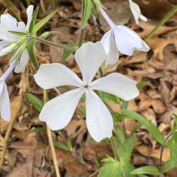 User Profile: PatienceImpatiens