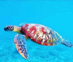 User Profile: cyanTurtle8500