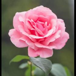 User Profile: brightDay9737