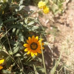 User Profile: Chamomilegirl
